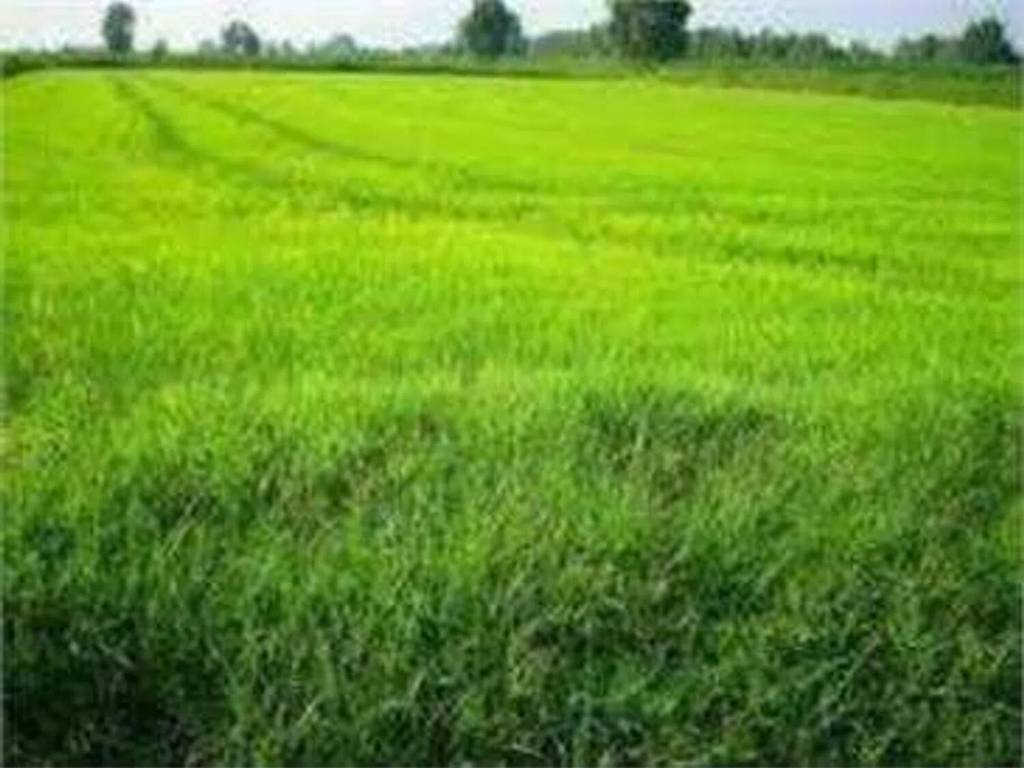 terreno agricolo in vendita a Termoli