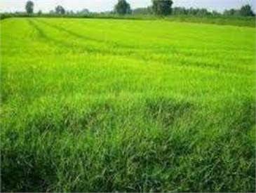 terreno agricolo in vendita a Termoli