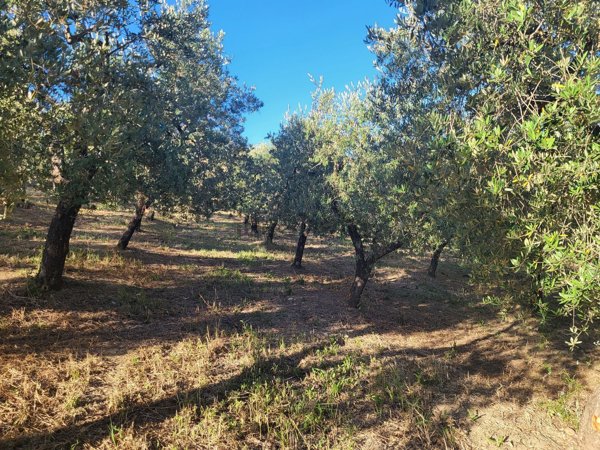 terreno agricolo in vendita a Termoli
