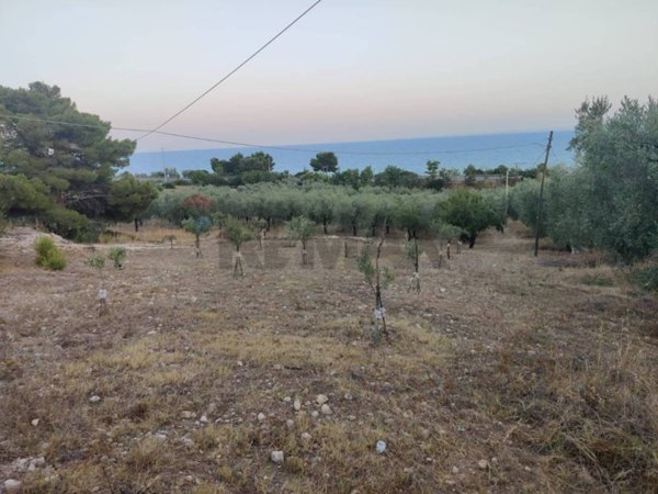 terreno agricolo in vendita a Carlantino