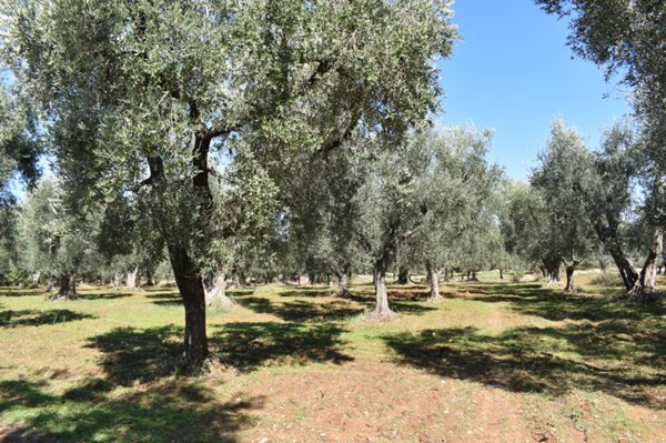 terreno agricolo in vendita a Carpino