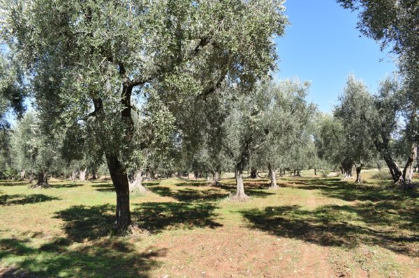 terreno agricolo in vendita a Carpino