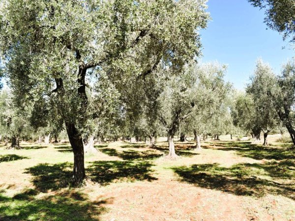 terreno agricolo in vendita a Carpino