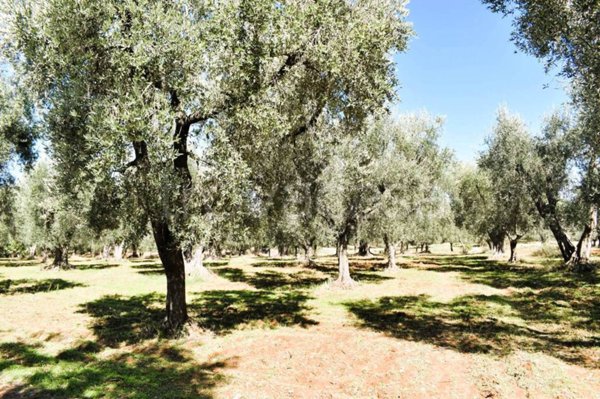 terreno agricolo in vendita a Carpino