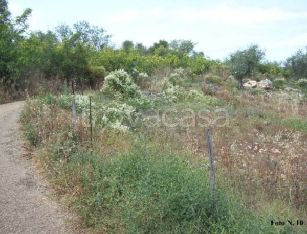 terreno agricolo in vendita a Carpino