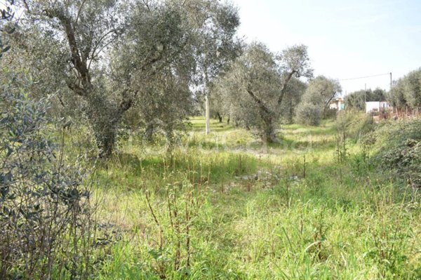 terreno agricolo in vendita a Carpino