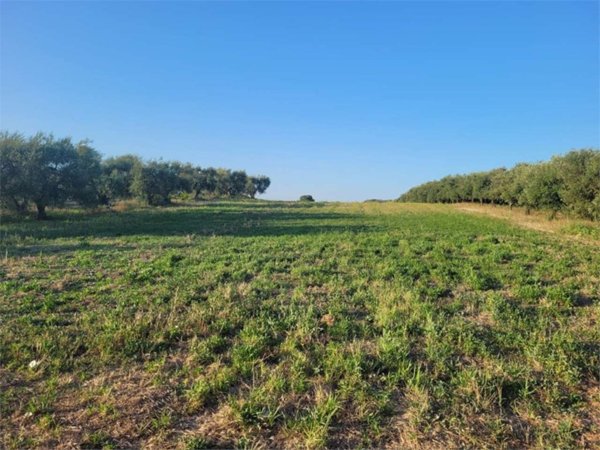 terreno agricolo in vendita a Cerignola