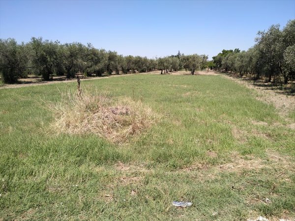 terreno agricolo in vendita a Cerignola