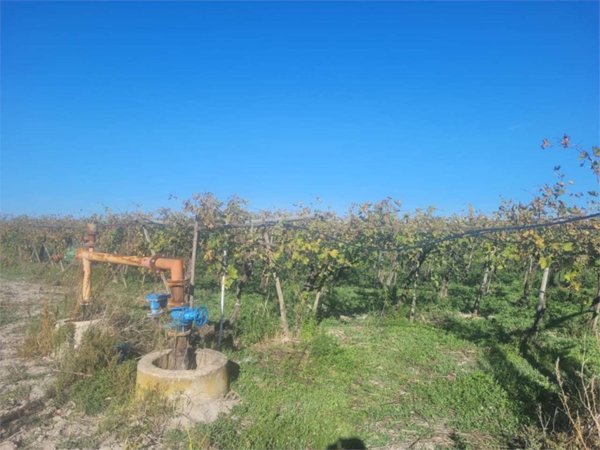 terreno agricolo in vendita a Cerignola