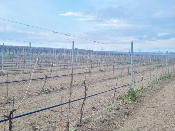 terreno agricolo in vendita a Cerignola