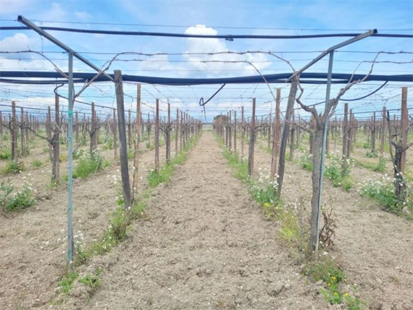 terreno agricolo in vendita a Cerignola