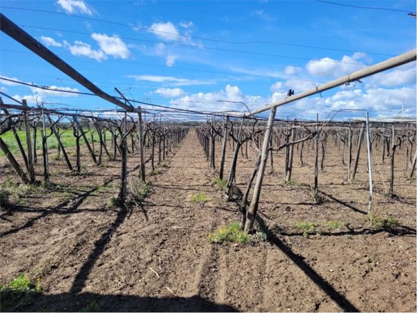 terreno agricolo in vendita a Cerignola