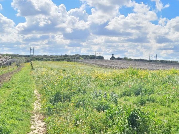 terreno agricolo in vendita a Cerignola