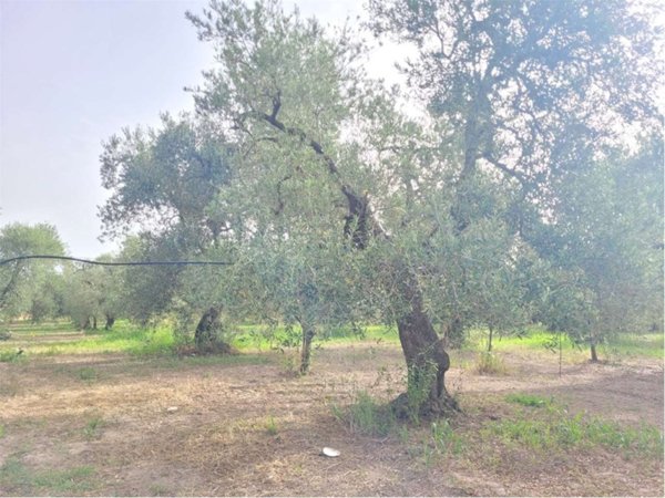 terreno agricolo in vendita a Cerignola
