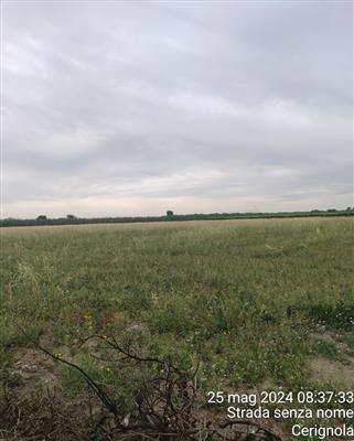 terreno agricolo in vendita a Cerignola