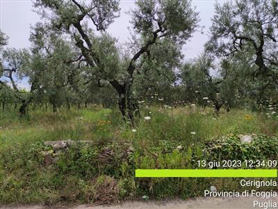 terreno agricolo in vendita a Cerignola
