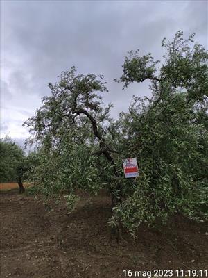 terreno agricolo in vendita a Cerignola