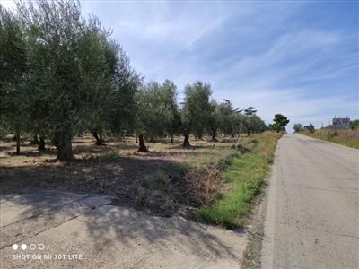 terreno agricolo in vendita a Cerignola