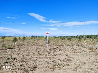 terreno agricolo in vendita a Cerignola