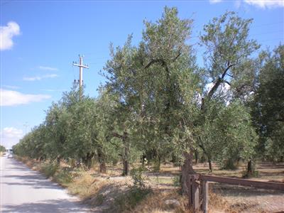 terreno agricolo in vendita a Cerignola