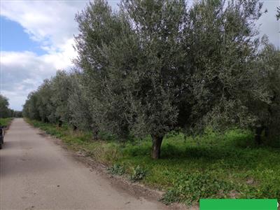 terreno agricolo in vendita a Cerignola