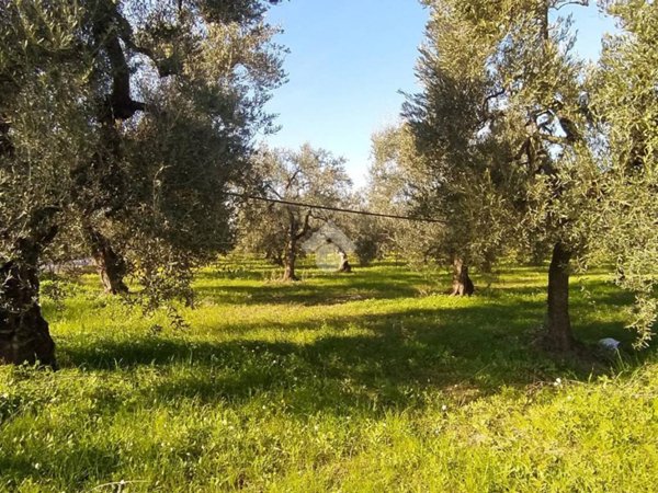 terreno agricolo in vendita a Cerignola