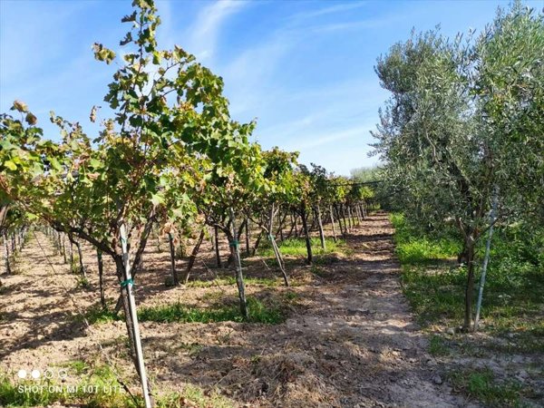 terreno agricolo in vendita a Cerignola