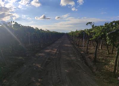 terreno agricolo in vendita a Cerignola