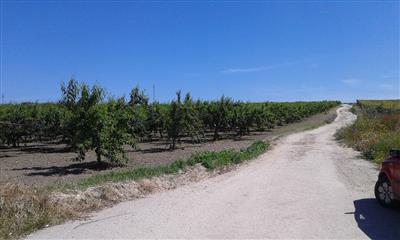 terreno agricolo in vendita a Cerignola