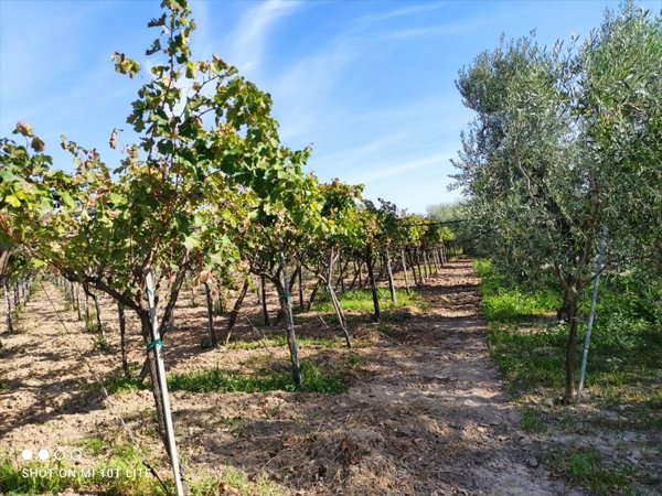 terreno agricolo in vendita a Cerignola