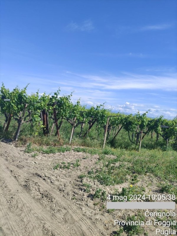 terreno agricolo in vendita a Cerignola