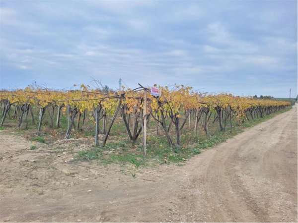 terreno agricolo in vendita a Cerignola