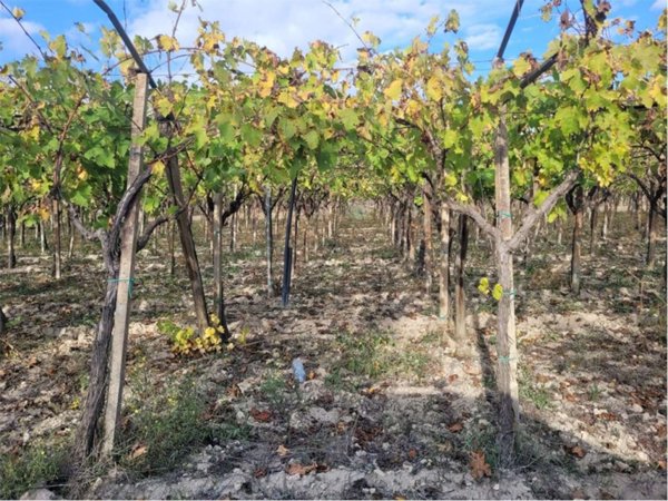 terreno agricolo in vendita a Cerignola