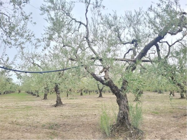 terreno agricolo in vendita a Cerignola