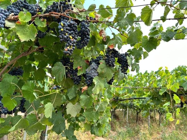 terreno agricolo in vendita a Cerignola