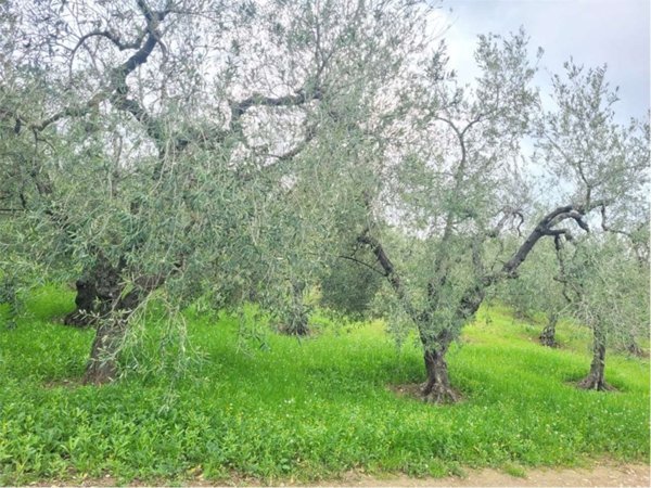 terreno agricolo in vendita a Cerignola
