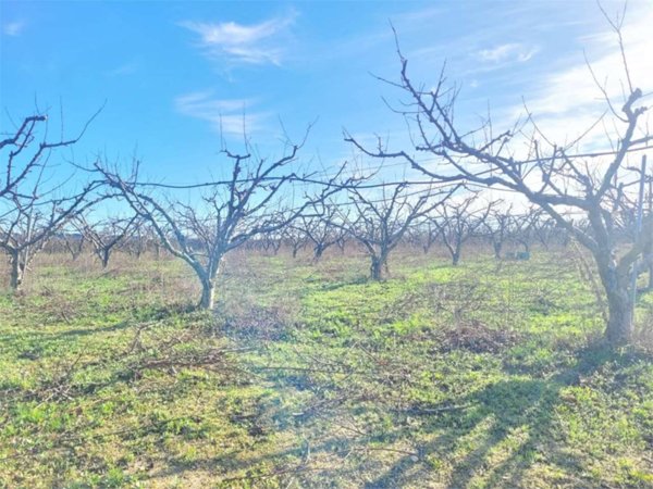 terreno agricolo in vendita a Cerignola