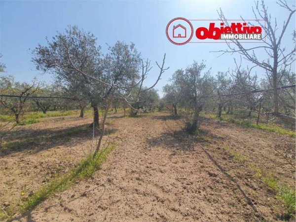 terreno agricolo in vendita a Cerignola