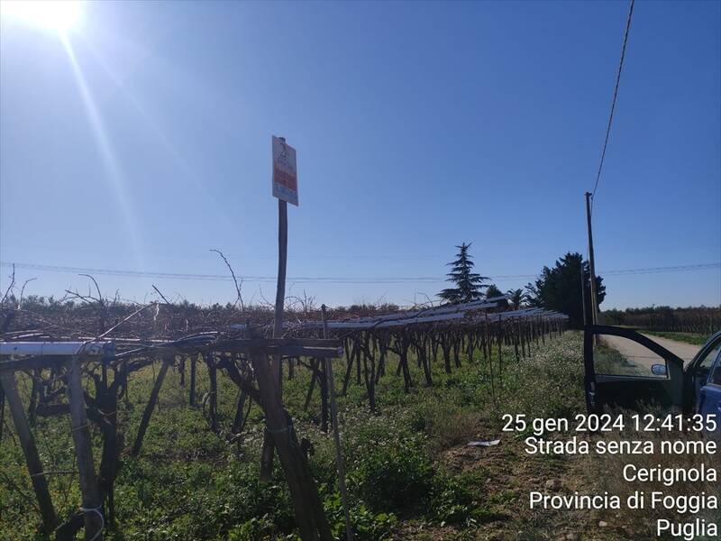 terreno agricolo in vendita a Cerignola