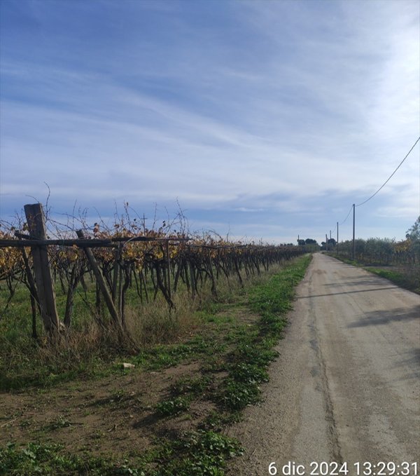 terreno agricolo in vendita a Cerignola