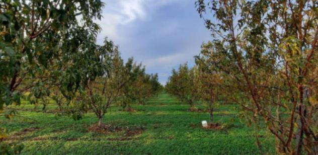 terreno agricolo in vendita a Cerignola
