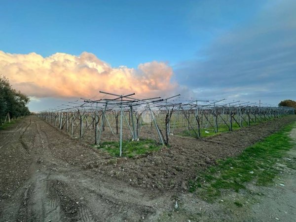 terreno agricolo in vendita a Cerignola