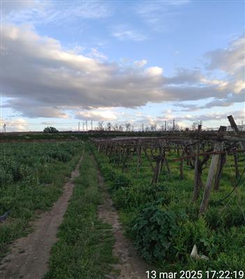 terreno agricolo in vendita a Cerignola