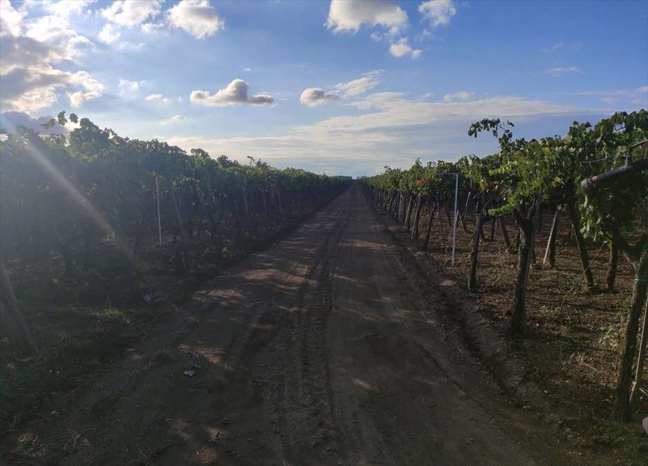 terreno agricolo in vendita a Cerignola