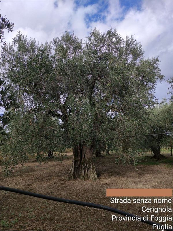 terreno agricolo in vendita a Cerignola