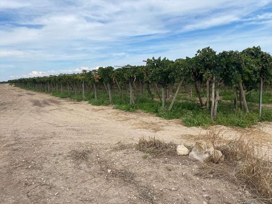 terreno agricolo in vendita a Cerignola