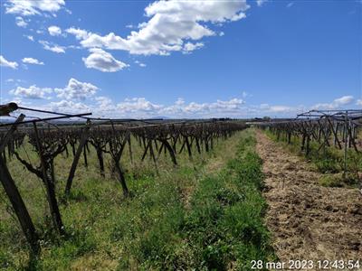 terreno agricolo in vendita a Cerignola