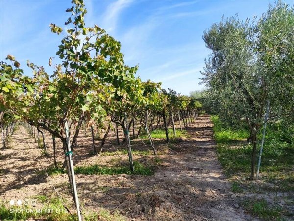 terreno agricolo in vendita a Cerignola