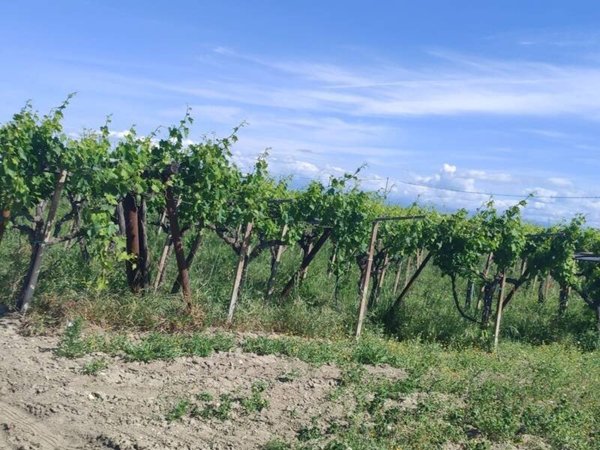 terreno agricolo in vendita a Cerignola