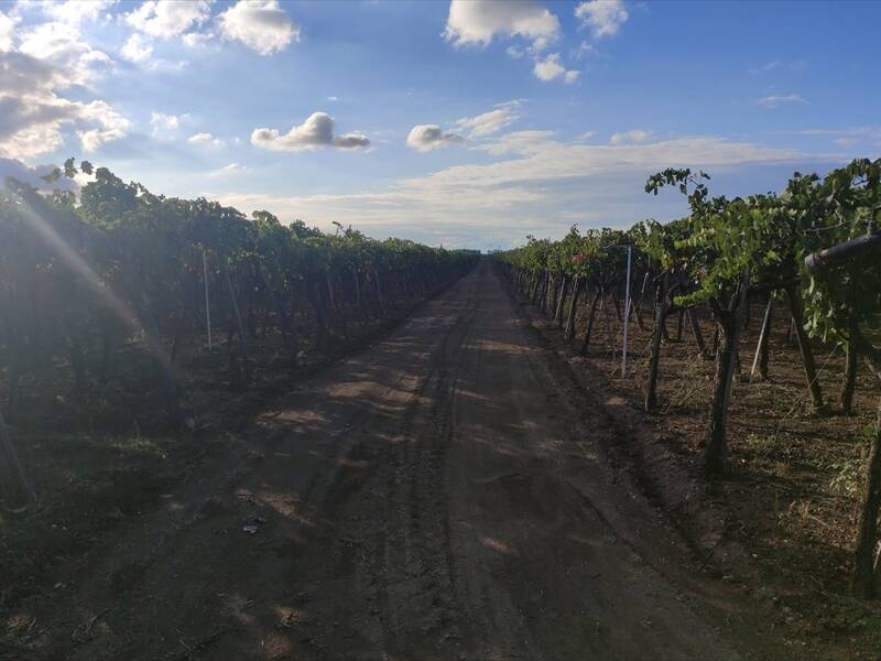 terreno agricolo in vendita a Cerignola